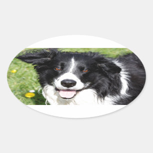 Pegatina Ovalada Fotografía de un perro feliz