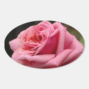 Pegatina Ovalada Fotografía floral Rosa I Bonito