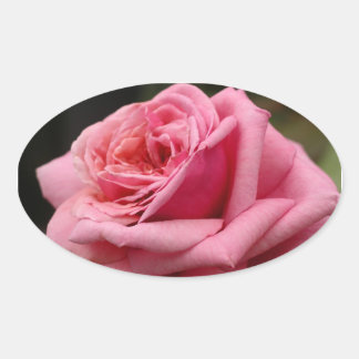 Pegatina Ovalada Fotografía floral Rosa I Bonito