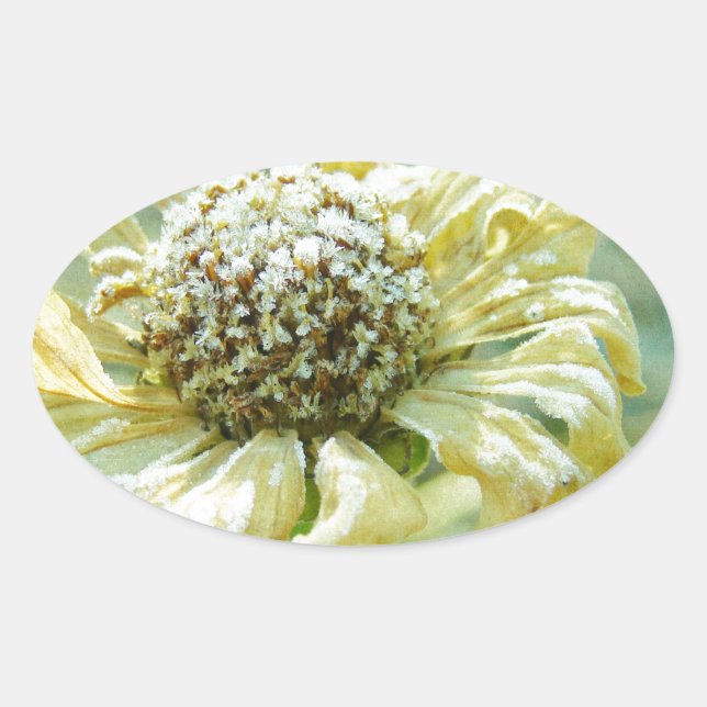 Pegatina Ovalada Frosty Zinna (Anverso)