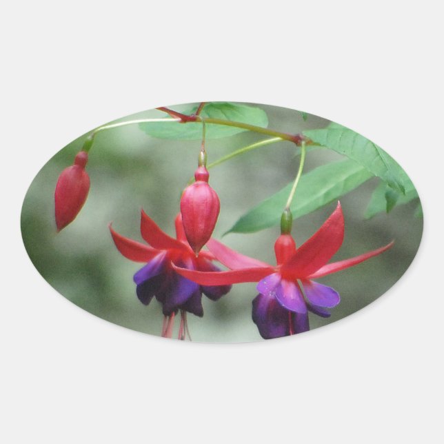 Pegatina Ovalada Fuschia1A.jpg (Anverso)