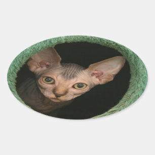 Pegatina Ovalada Gatito lindo del sphynx