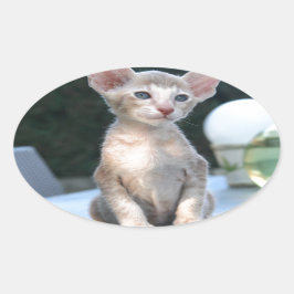 Pegatina Ovalada Gatito siamés sobre una mesa