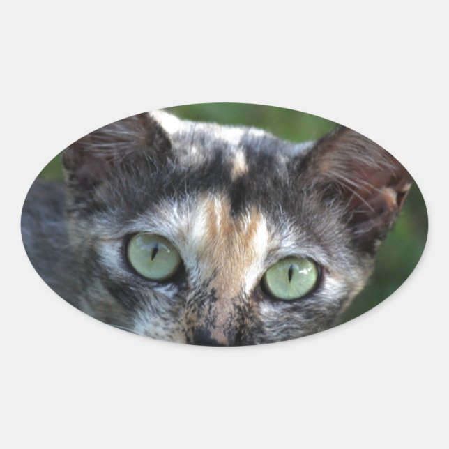 Pegatina Ovalada Gato blanco gris marrón con ojos verdes (Anverso)