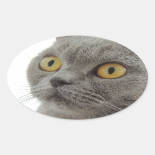 Pegatina Ovalada Gato Mascota Animal Malhumorado Ceño Paz Amor Dest