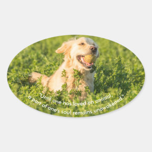 Pegatina Ovalada Golden Retriever con presupuesto