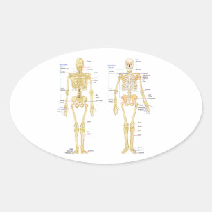 Pegatina Ovalada Gráfica de anatomía etiquetada para esqueleto huma
