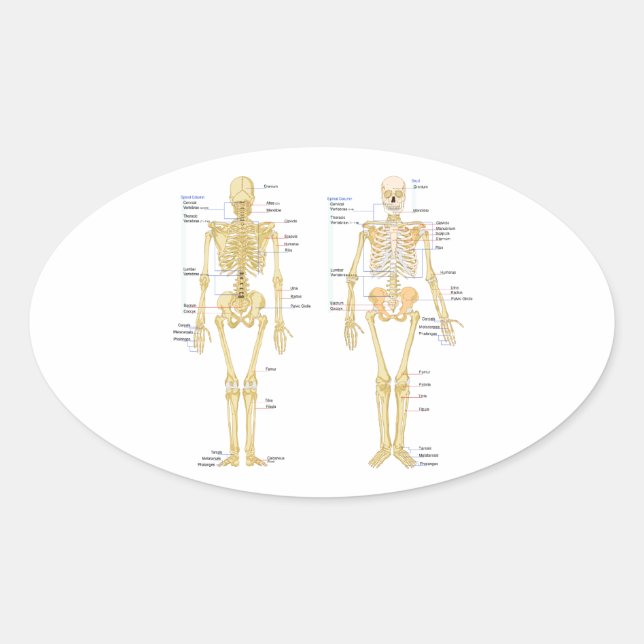 Pegatina Ovalada Gráfica de anatomía etiquetada para esqueleto huma (Anverso)