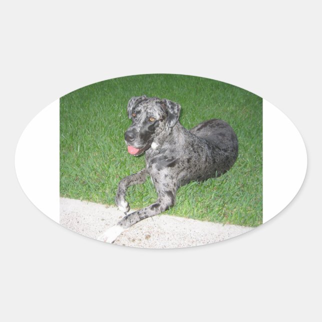 Pegatina Ovalada gran dane blue merle lay (Anverso)