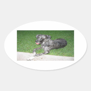Pegatina Ovalada gran dane blue merle lay