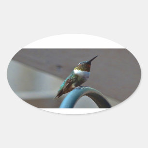 Pegatina Ovalada Green Ruby little Hummingbird