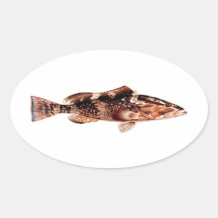 Pegatina Ovalada Grouper Fish