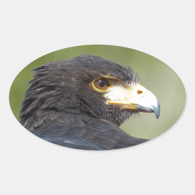 Pegatina Ovalada Harris Hawk (Anverso)
