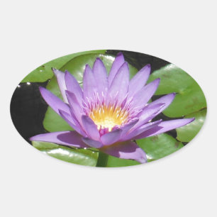 Pegatina Ovalada Hawaii Lotus Flower