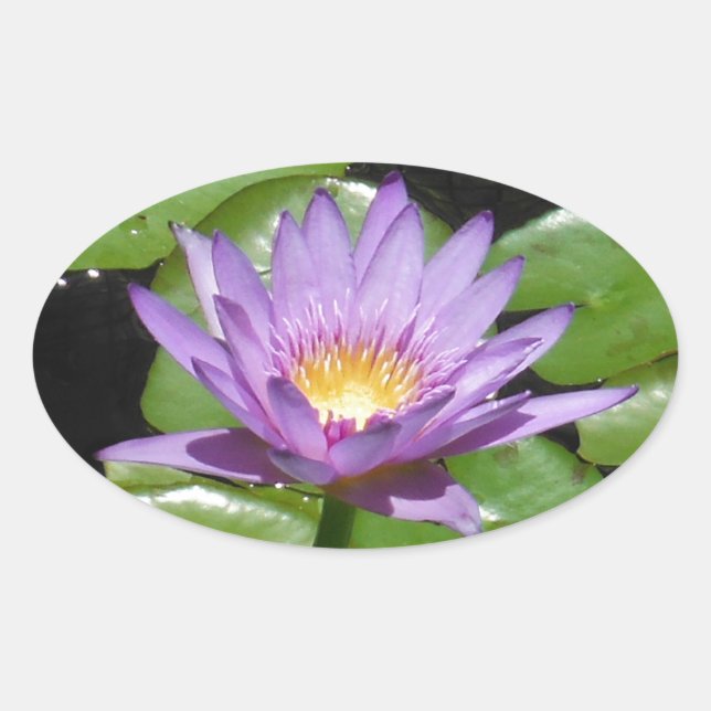 Pegatina Ovalada Hawaii Lotus Flower (Anverso)