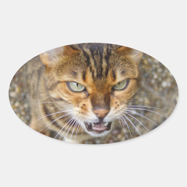Pegatina Ovalada Hermoso gato bengalí (Anverso)