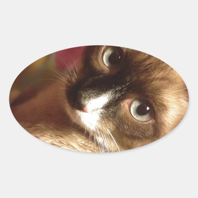Pegatina Ovalada Hermoso gato marrón (Anverso)
