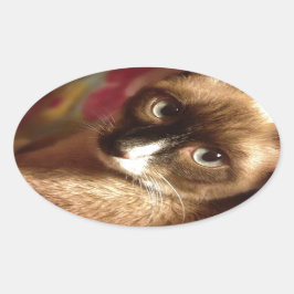 Pegatina Ovalada Hermoso gato marrón