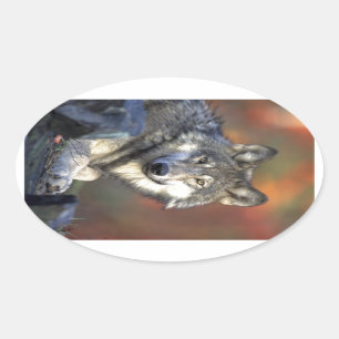 Pegatina Ovalada Hermoso Lobo