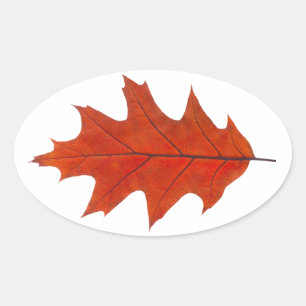 Pegatina Ovalada Hoja de otoño de roble rojo