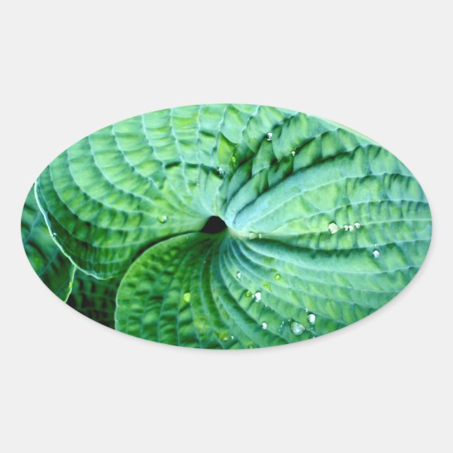 Pegatina Ovalada Hosta Heart (Anverso)