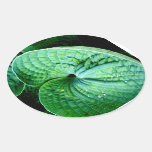 Pegatina Ovalada Hosta Heart