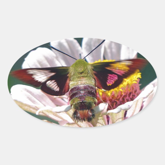 Pegatina Ovalada Hummingbird Moth (Anverso)