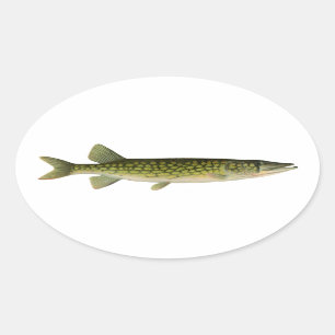Pegatina Ovalada Ilustracion del Pickerel de cadena