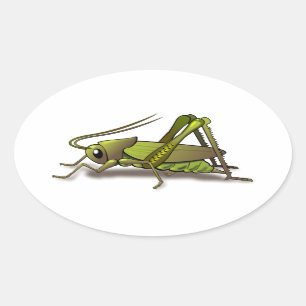 Pegatina Ovalada Insecto verde del grillo