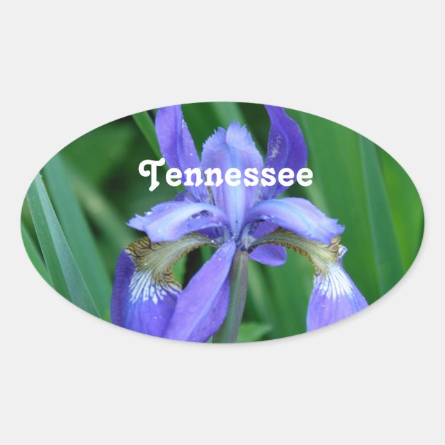 Pegatina Ovalada Iris (Anverso)