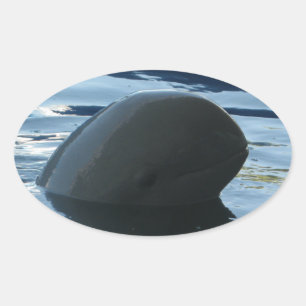 Pegatina Ovalada Irrawaddy Dolphin Peek-A-Boo