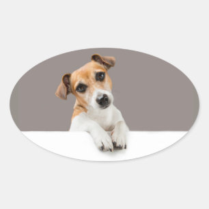 Pegatina Ovalada Jack Russell Puppy Sweet Adorable Baby Jack