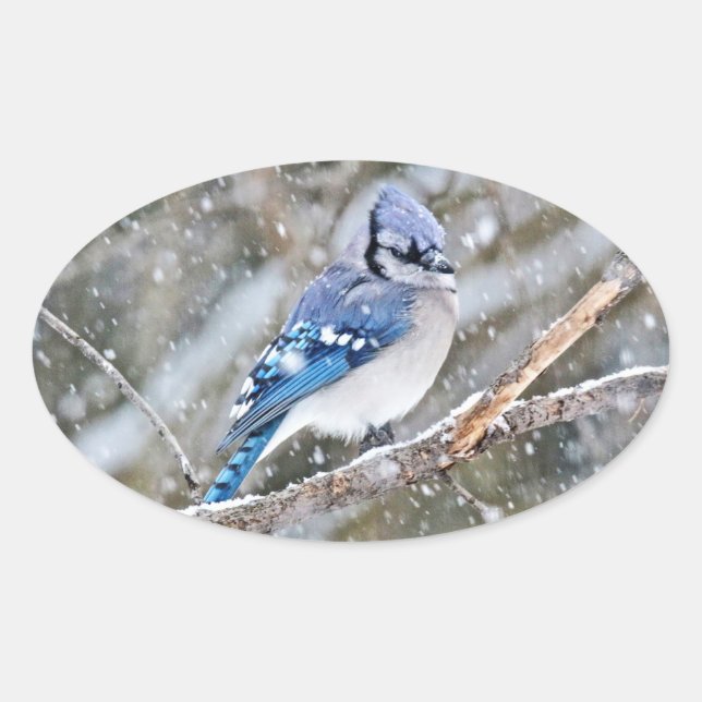 Pegatina Ovalada Jay azul en una tormenta de nieve (Anverso)