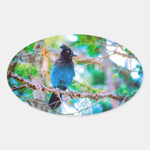 Pegatina Ovalada Jay de Steller - Fotografía original