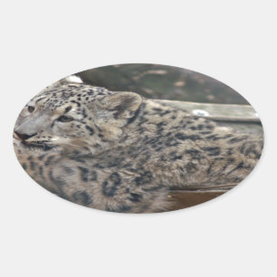 Pegatina Ovalada Leopardo de la nieve