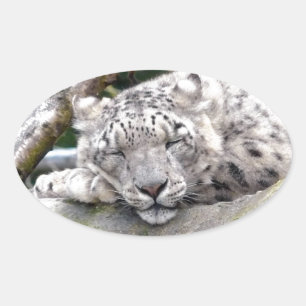 Pegatina Ovalada Leopardo de la nieve - ¡hermoso!