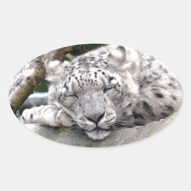 Pegatina Ovalada Leopardo de la nieve - ¡hermoso! (Anverso)