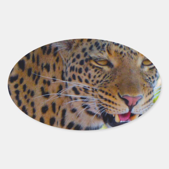 Pegatina Ovalada Leopardo manchado (Anverso)