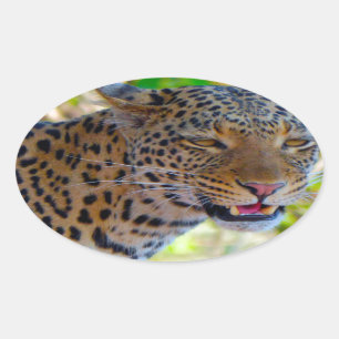 Pegatina Ovalada Leopardo manchado