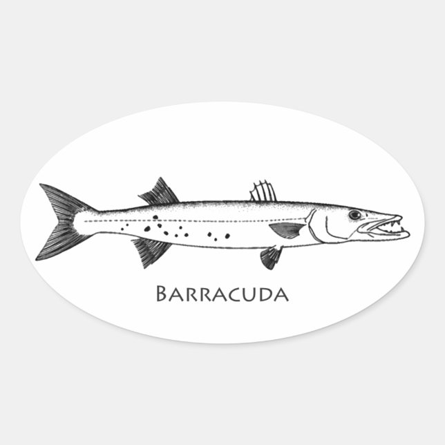 Pegatina Ovalada Logo de la Gran Barracuda (Anverso)