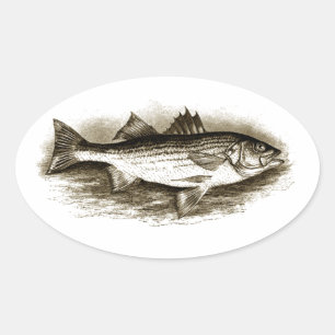 Pegatina Ovalada Logotipo de la lubina rayada (vintage)
