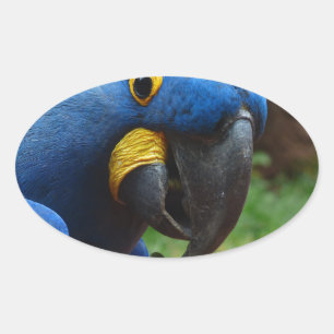 Pegatina Ovalada loro blauaras