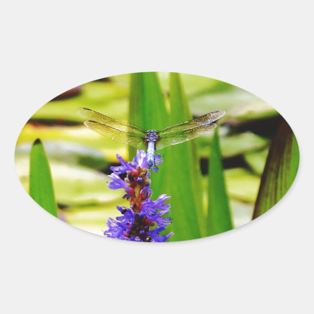 Pegatina Ovalada Loto de la libélula y flor púrpura (Anverso)