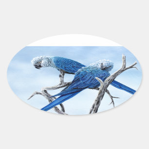 Pegatina Ovalada Macaw de Spix. El loro azul de la película Río