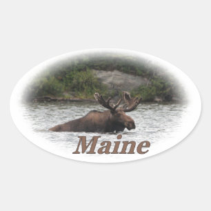 Pegatina Ovalada Maine Bull Moose