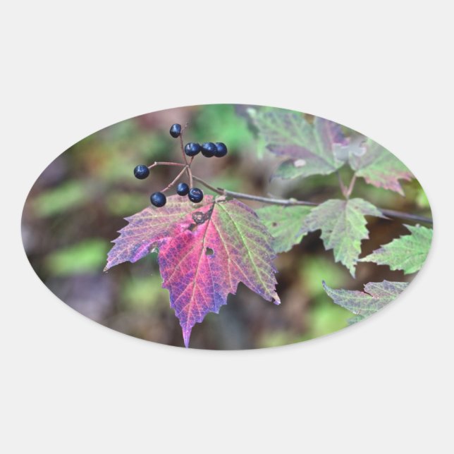 Pegatina Ovalada Mapleleaf Viburnum hojas de otoño y bayas (Anverso)