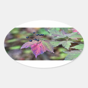 Pegatina Ovalada Mapleleaf Viburnum hojas de otoño y bayas
