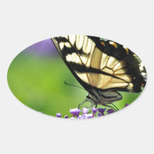 Mariposa amarilla y negra en Lavender