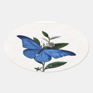 Pegatina Ovalada Mariposa azul
