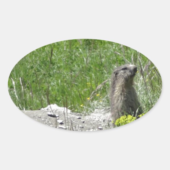 Pegatina Ovalada marmotas (Anverso)